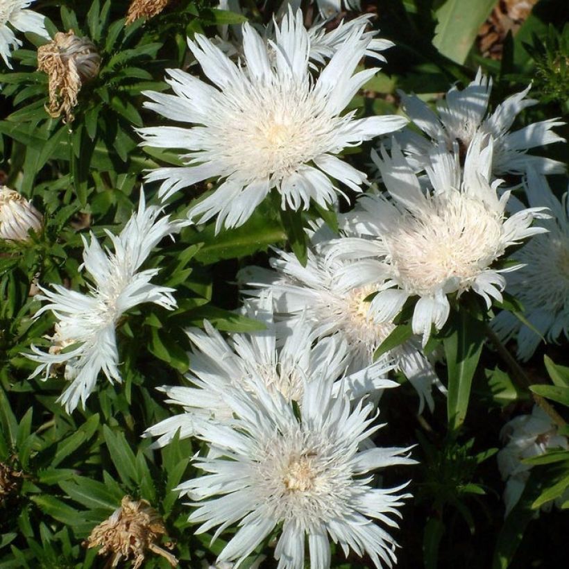 Stokesia laevis Alba (Floração)