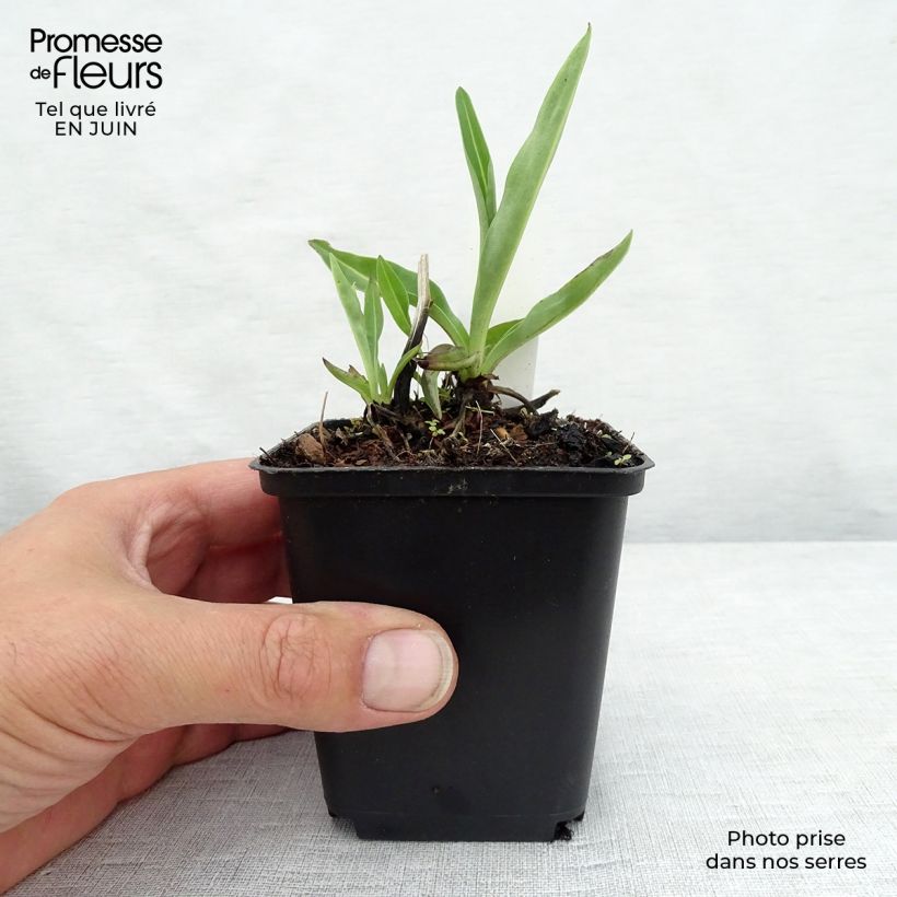 Amostra de Stokesia laevis Alba Vaso de 8/9 cm tal como entregue no verão