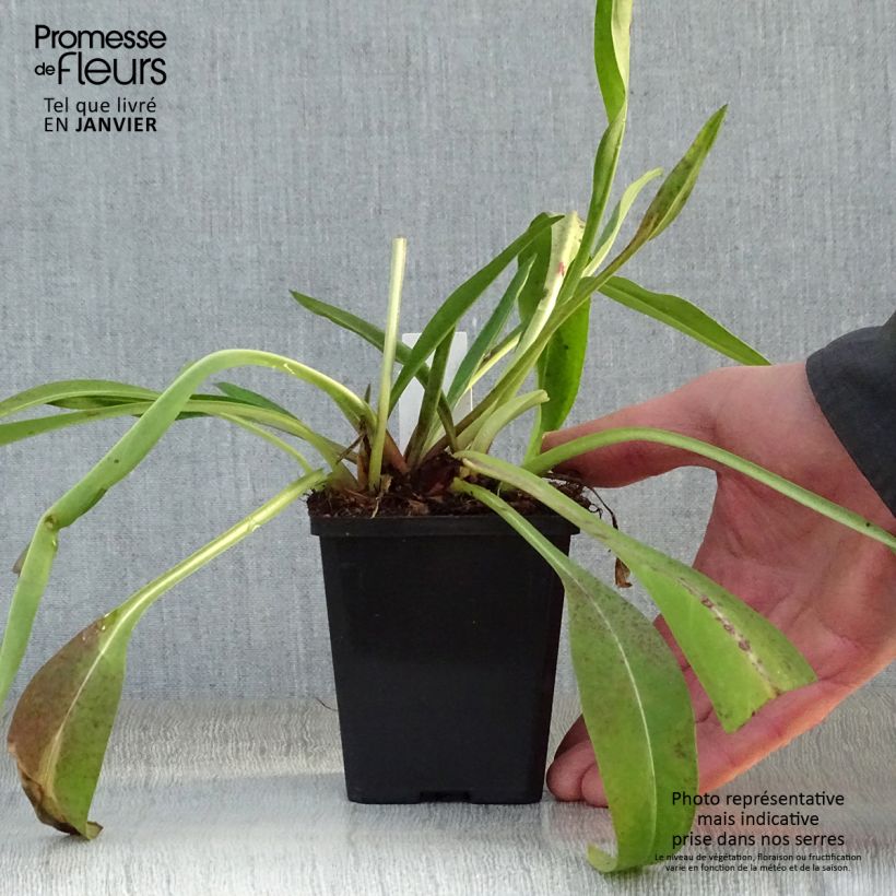 Amostra de Stokesia laevis Alba Vaso de 8/9 cm tal como entregue no inverno