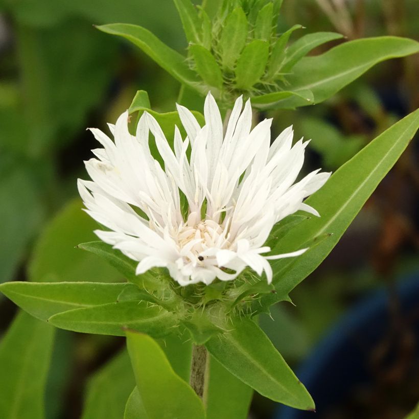 Stokesia laevis Alba (Folhagem)