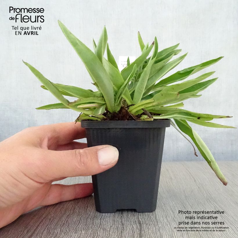 Amostra de Stokesia laevis Alba Vaso de 8/9 cm tal como entregue na primavera