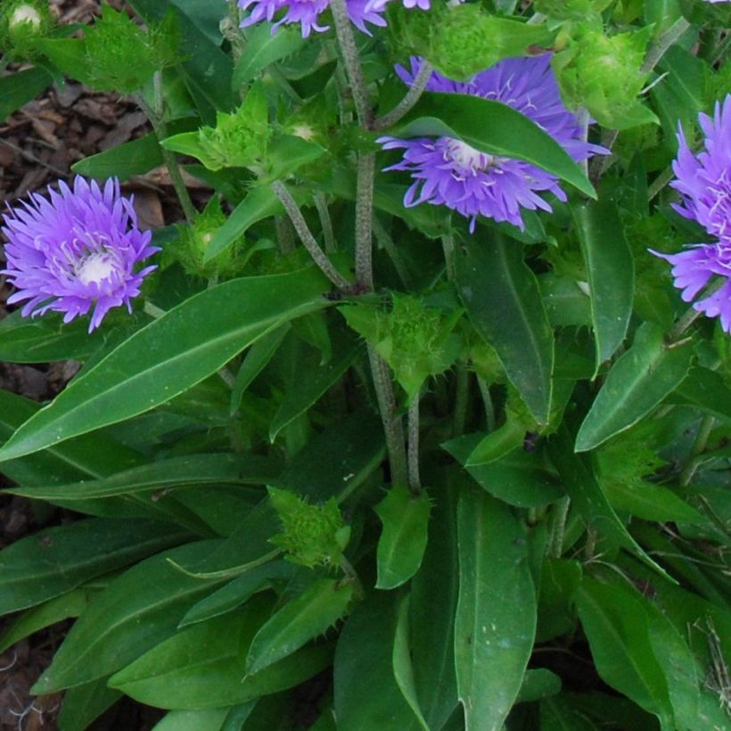 Stokesia laevis Blue Star (Folhagem)