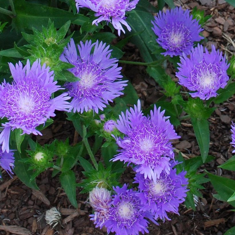 Stokesia laevis Blue Star (Floração)