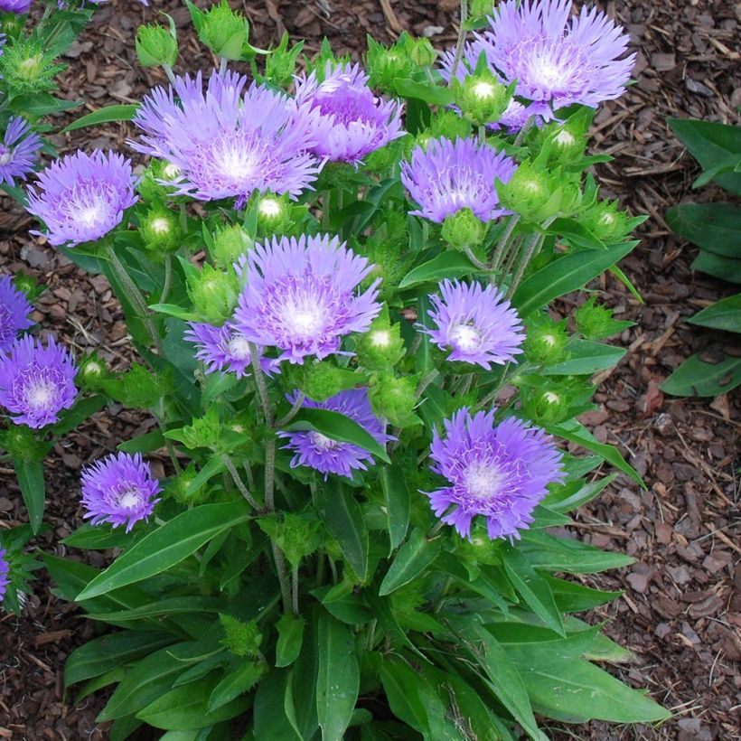 Stokesia laevis Blue Star (Hábito)