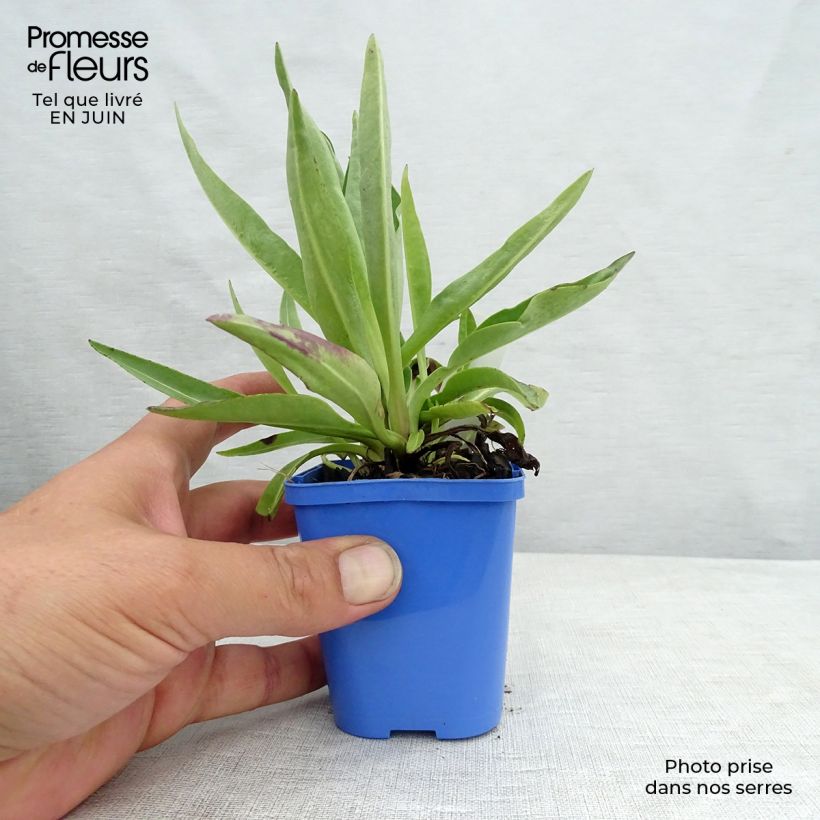 Amostra de Stokesia laevis Blue Star Vaso de 8/9 cm tal como entregue no verão