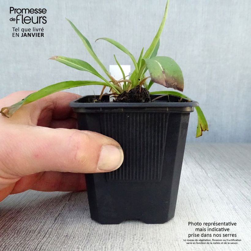 Amostra de Stokesia laevis Blue Star Vaso de 8/9 cm tal como entregue no inverno