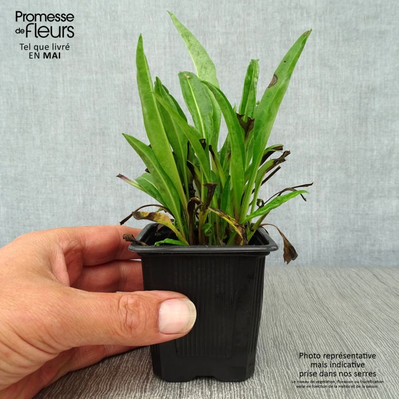 Amostra de Stokesia laevis Blue Star Vaso de 8/9 cm tal como entregue na primavera