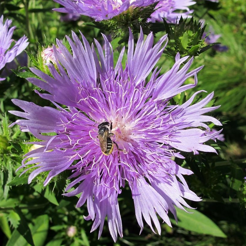 Stokesia laevis Elf (Floração)