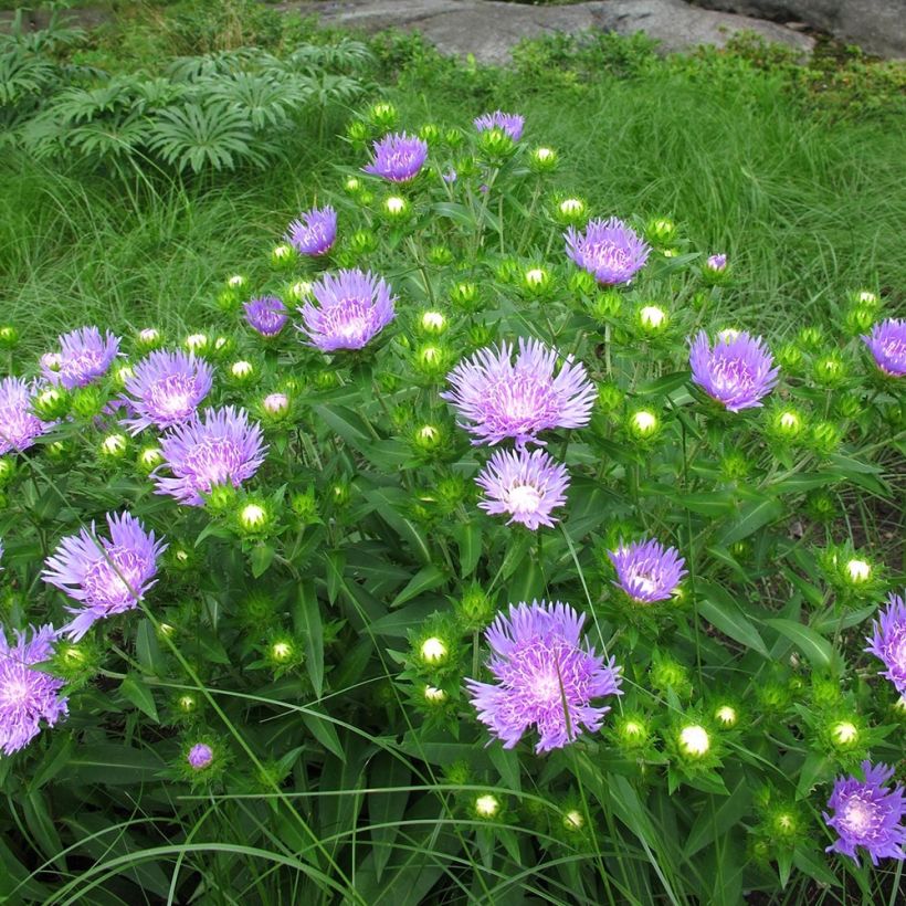 Stokesia laevis Elf (Hábito)