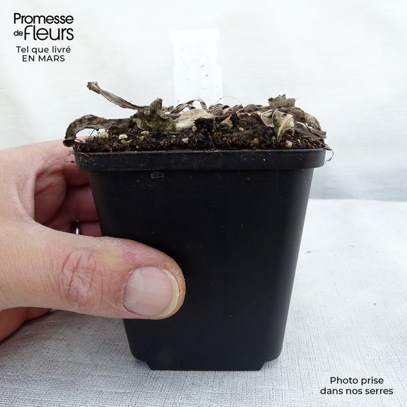 Amostra de Stokesia laevis Elf Vaso de 8/9 cm tal como entregue na primavera