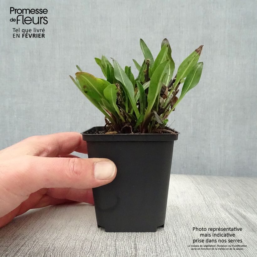 Amostra de Stokesia laevis Elf - Bleuet d'Amérique Vaso de 8/9 cm tal como entregue no inverno