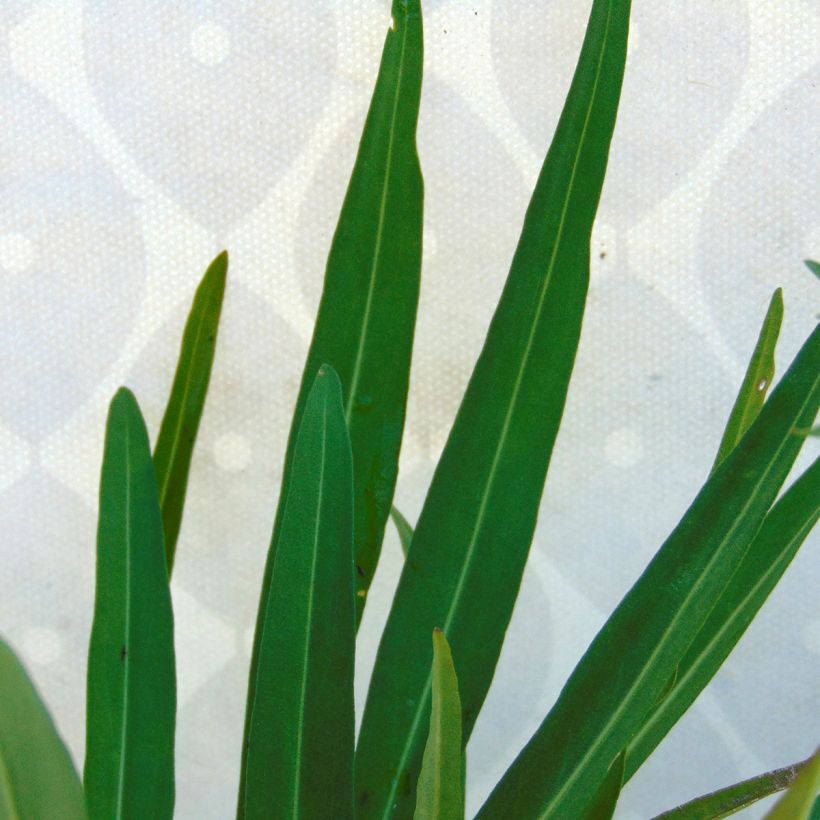 Stokesia laevis Mary Gregory (Folhagem)