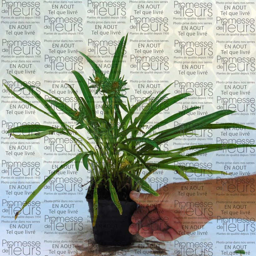 Exemplo de amostra de Stokesia laevis Mary Gregory - Bleuet d'Amérique Vaso de 8/9 cm tal como entregue