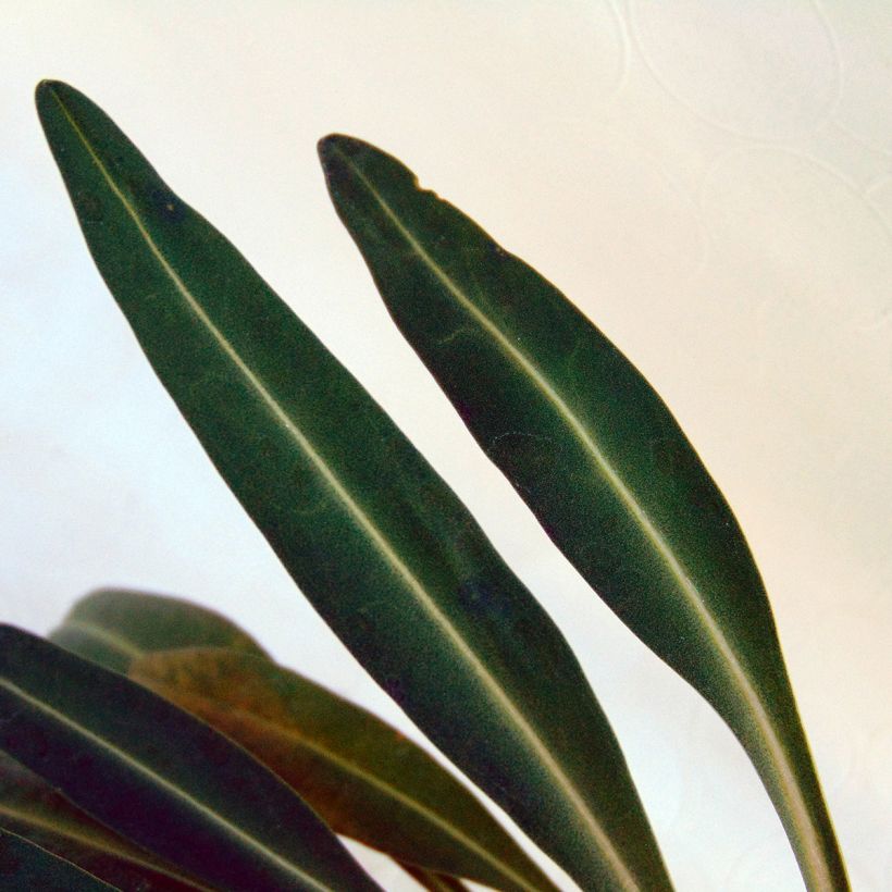 Stokesia laevis Purple Parasols (Folhagem)