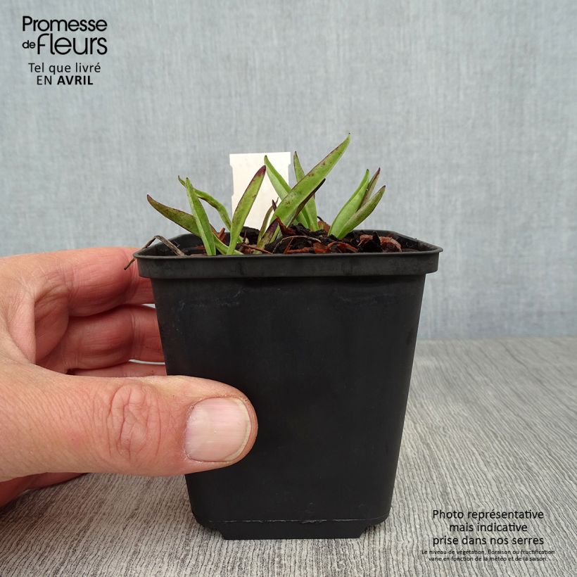 Amostra de Stokesia laevis Purple Parasols Vaso de 8/9 cm tal como entregue na primavera