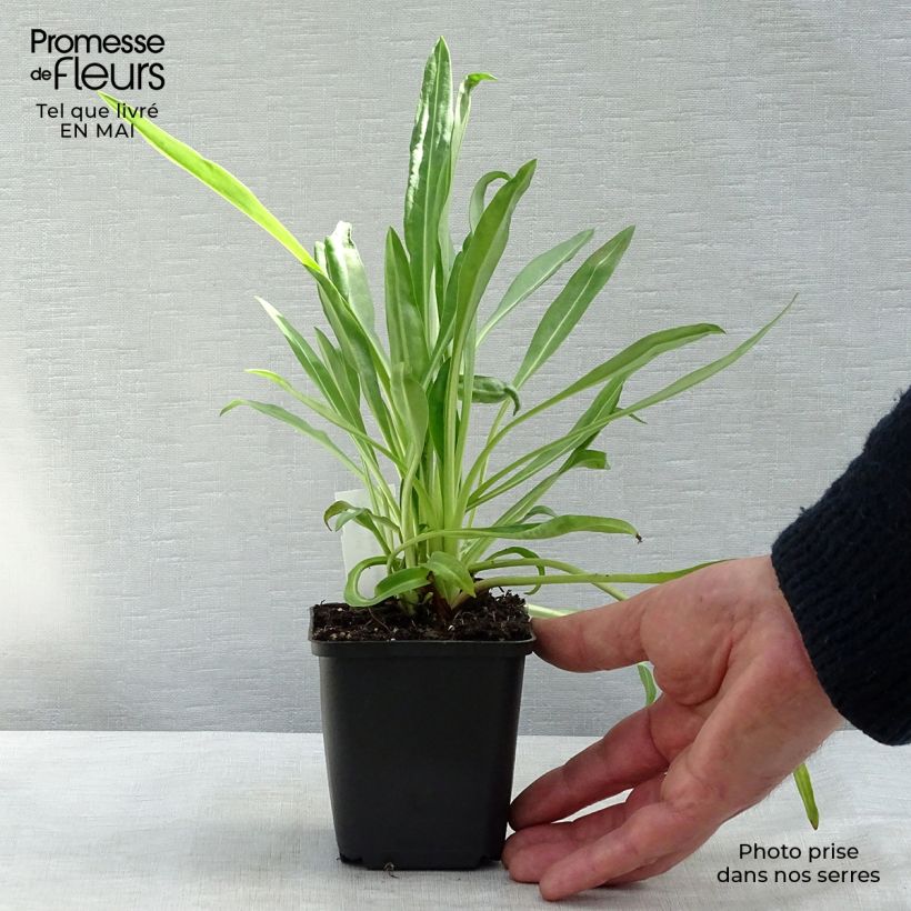 Amostra de Stokesia laevis Traumerei Vaso de 8/9 cm tal como entregue na primavera