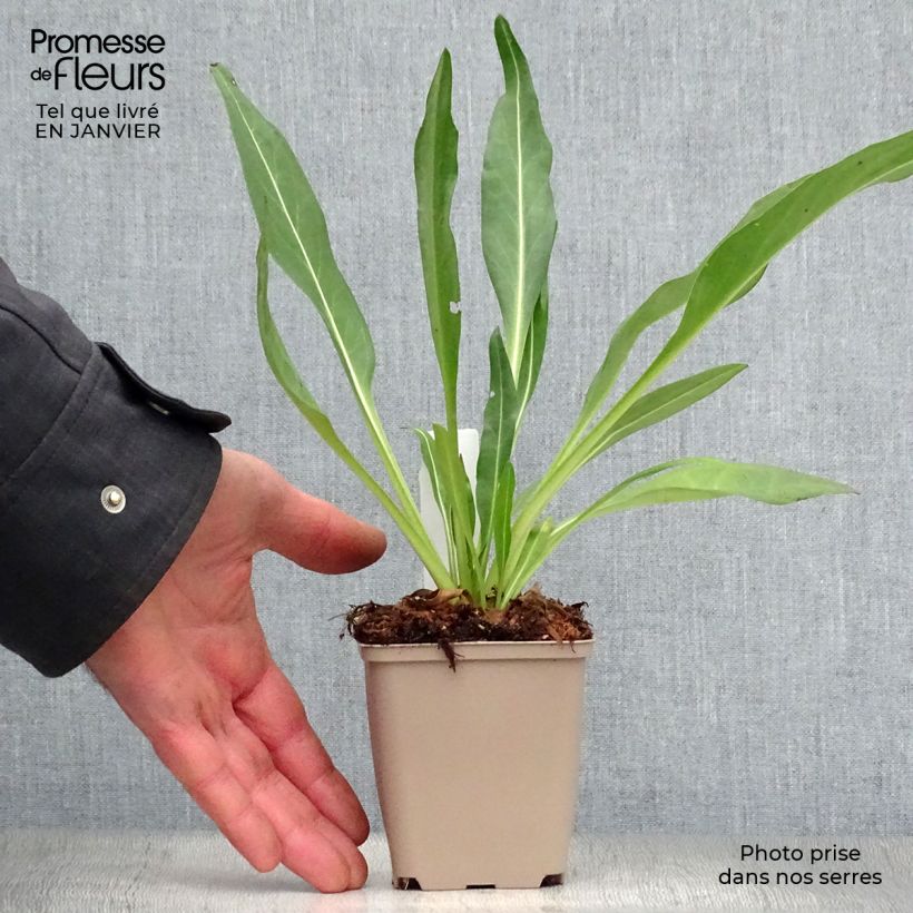 Amostra de Stokesia laevis Traumerei - Bleuet d'Amérique. Vaso de 8/9 cm tal como entregue no inverno