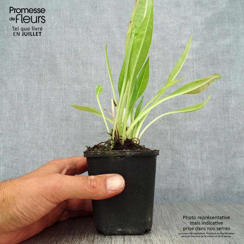 Amostra de Stokesia laevis Traumerei Vaso de 8/9 cm tal como entregue no verão