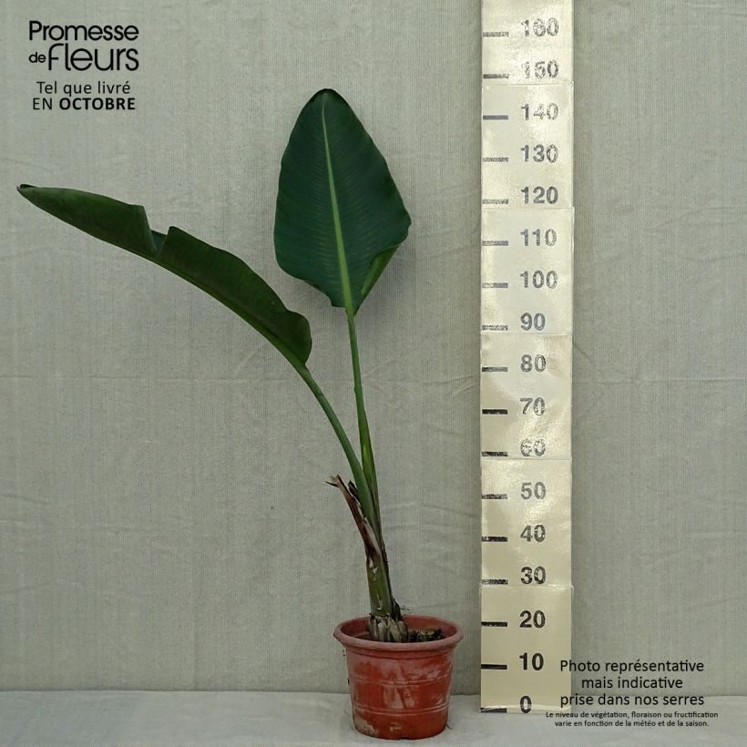 Amostra de Strelitzia augusta Vaso de 6 L/7 L tal como entregue no outono