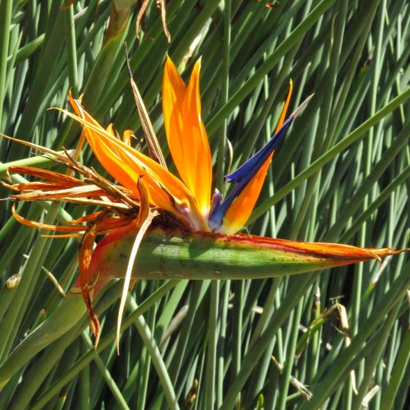 Strelitzia juncea (Floração)