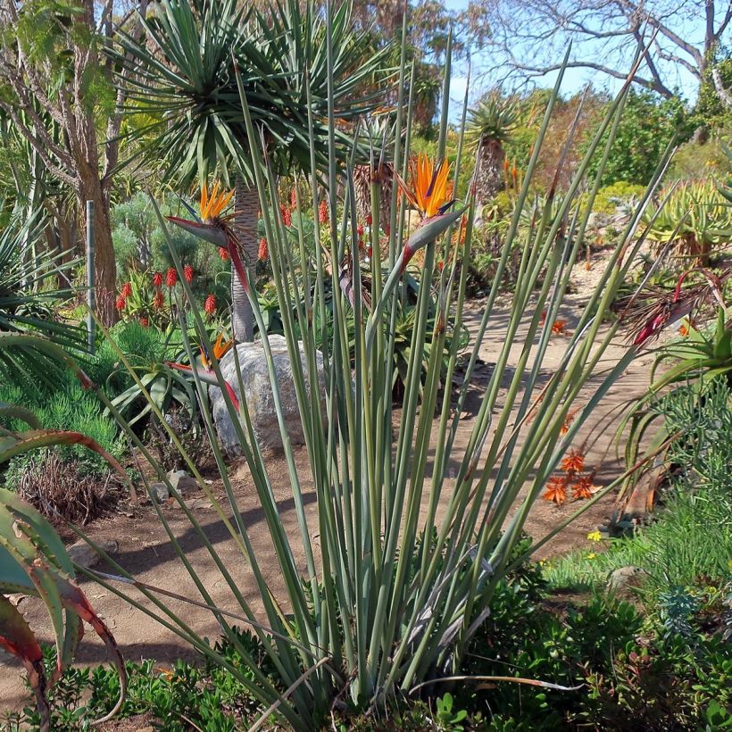 Strelitzia juncea (Hábito)