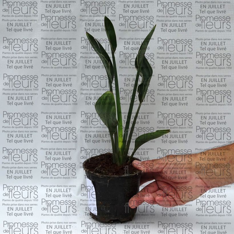 Amostra de Strelitzia juncea Vaso de 12 cm/13 cm tal como entregue no verão
