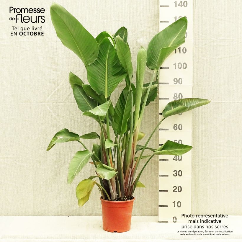 Amostra de Strelitzia nicolai Vaso de 2 L/3 L tal como entregue no outono