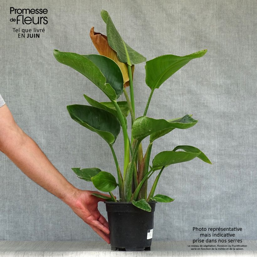 Amostra de Strelitzia nicolai Vaso de 2 L/3 L tal como entregue no verão