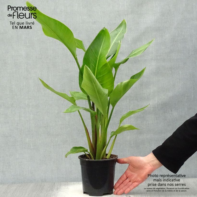 Amostra de Strelitzia nicolai Vaso de 2 L/3 L tal como entregue na primavera