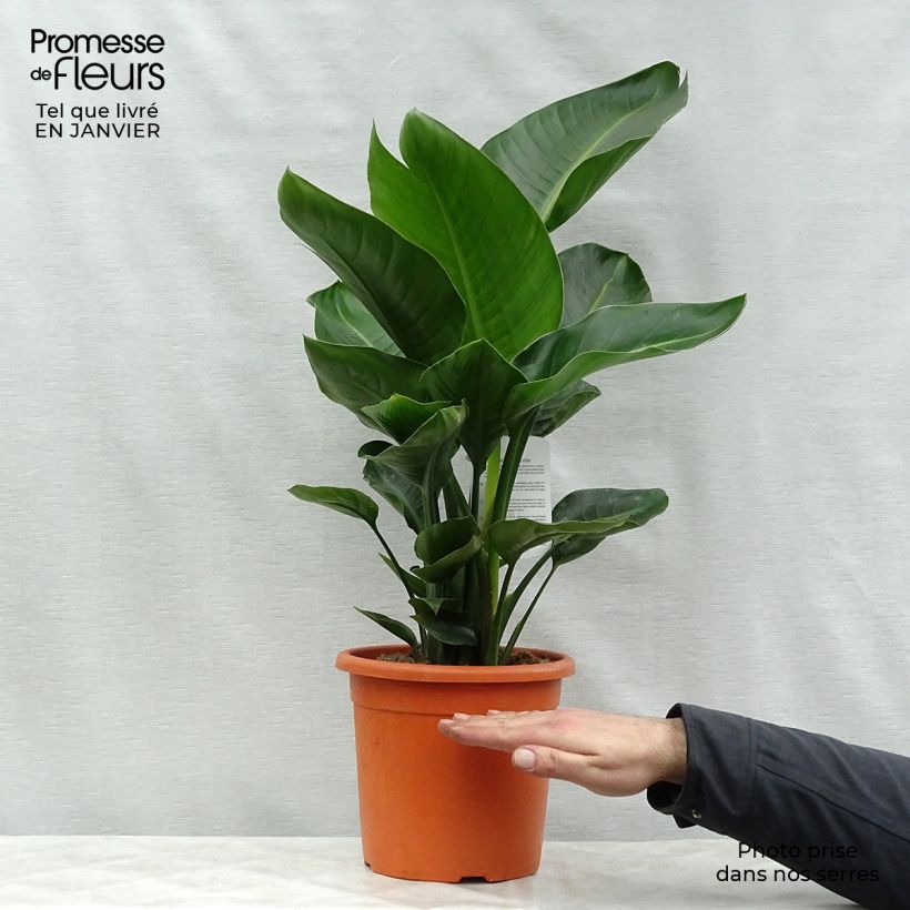 Amostra de Strelitzia nicolai - Oiseau de Paradis blanc, géant  Pot de 2L/3L tal como entregue no inverno