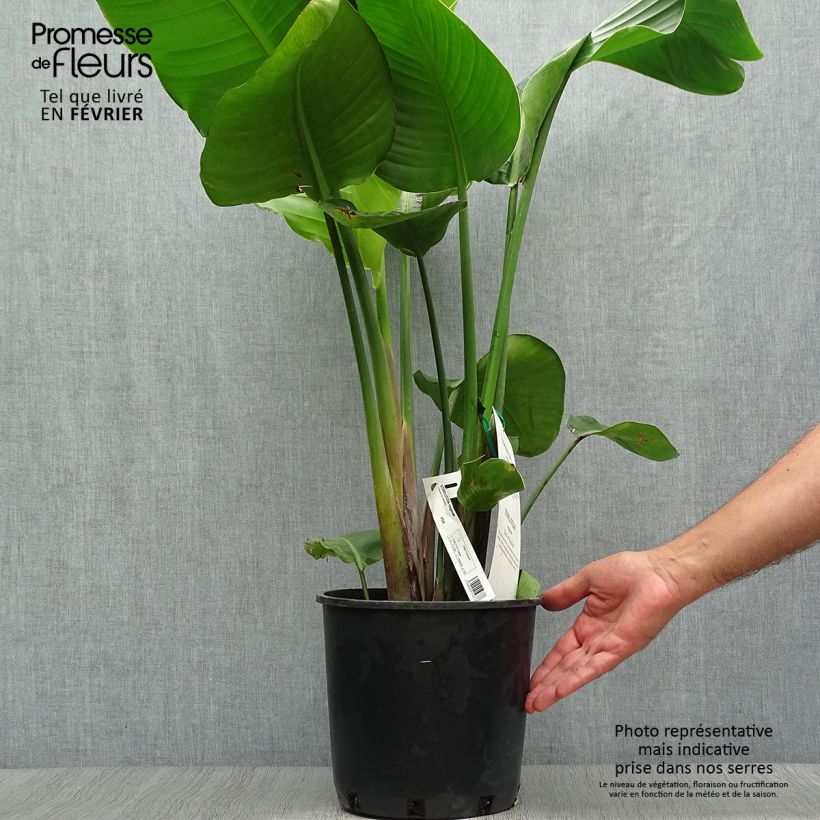 Amostra de Strelitzia reginae Vaso de 6 L/7 L tal como entregue no outono