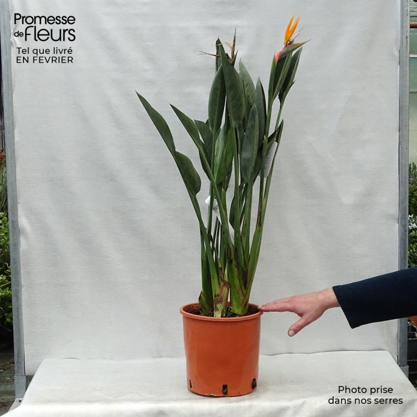 Amostra de Strelitzia reginae Vaso de 6 L/7 L tal como entregue no inverno