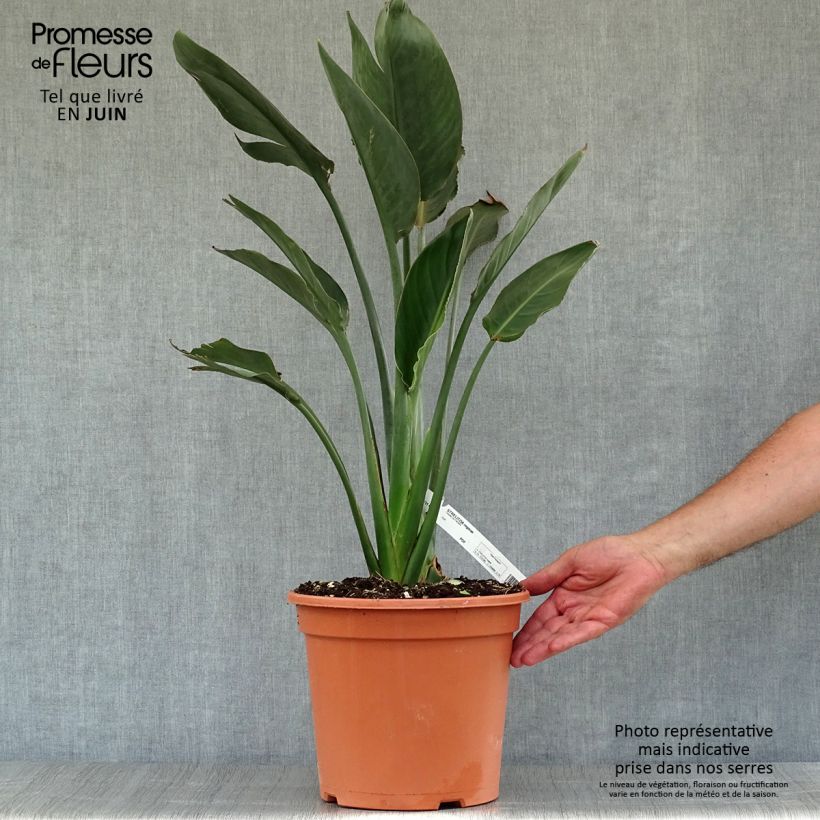 Amostra de Strelitzia reginae Vaso de 2 L/3 L tal como entregue no verão