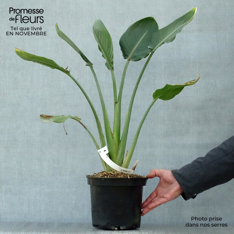 Amostra de Strelitzia reginae Vaso de 2 L/3 L tal como entregue no outono