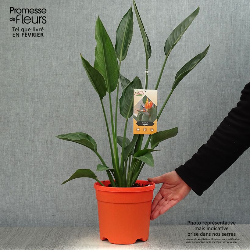 Amostra de Strelitzia reginae Vaso de 2 L/3 L tal como entregue no inverno