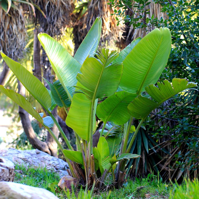 Strelitzia nicolai em sementes (Hábito)