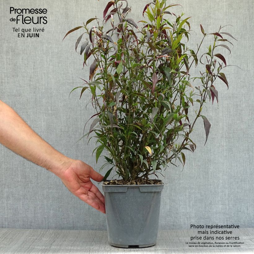 Amostra de Strobilanthes anisophyllus Brunetthy Vaso de 3 L/4 L tal como entregue no verão
