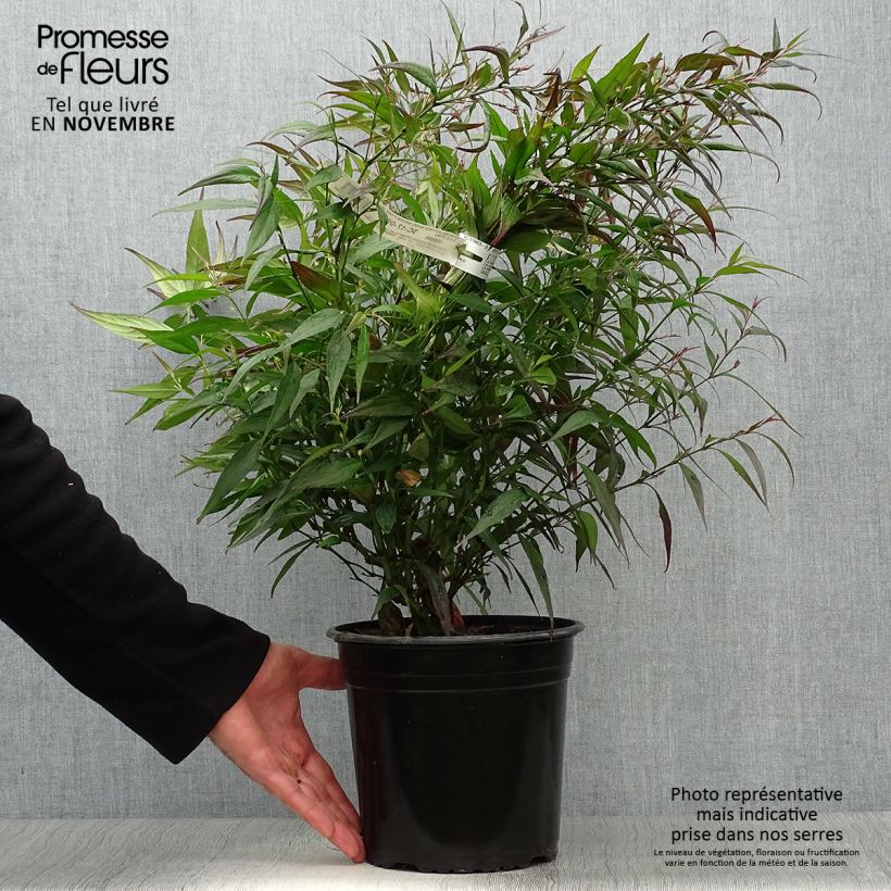 Amostra de Strobilanthes anisophyllus Brunetthy Vaso de 3 L/4 L tal como entregue no outono