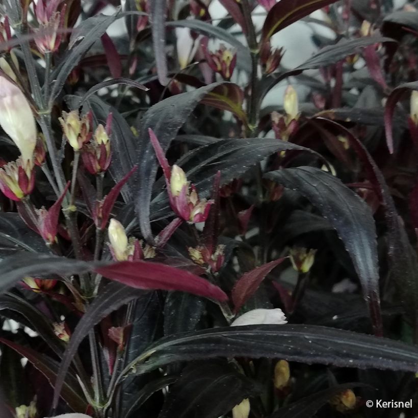 Strobilanthes anisophyllus Brunetthy (Folhagem)