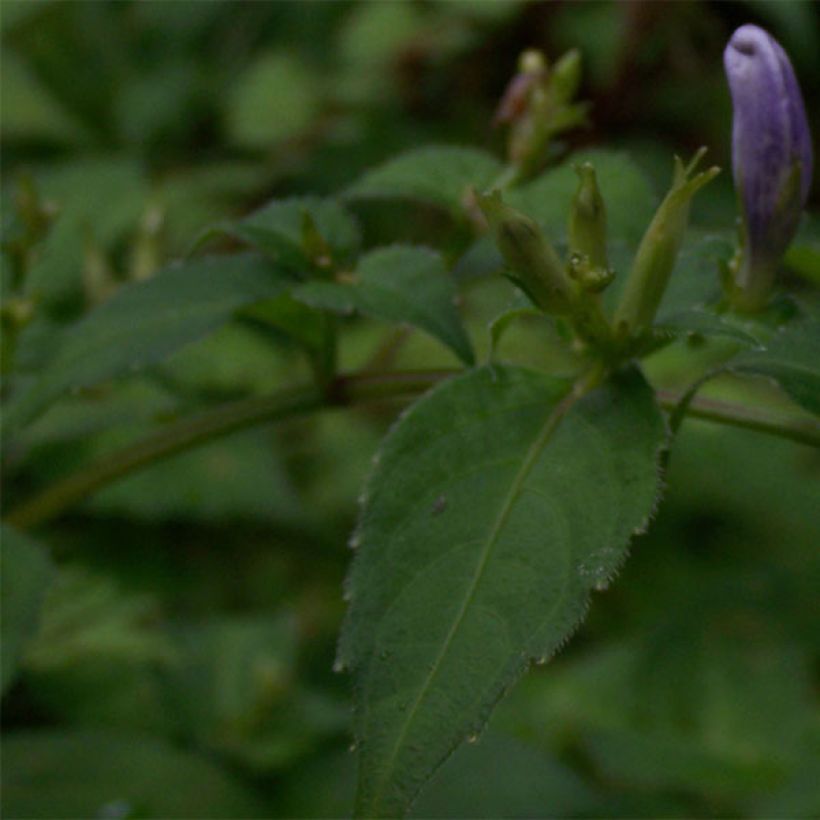 Strobilanthes attenuata (Folhagem)