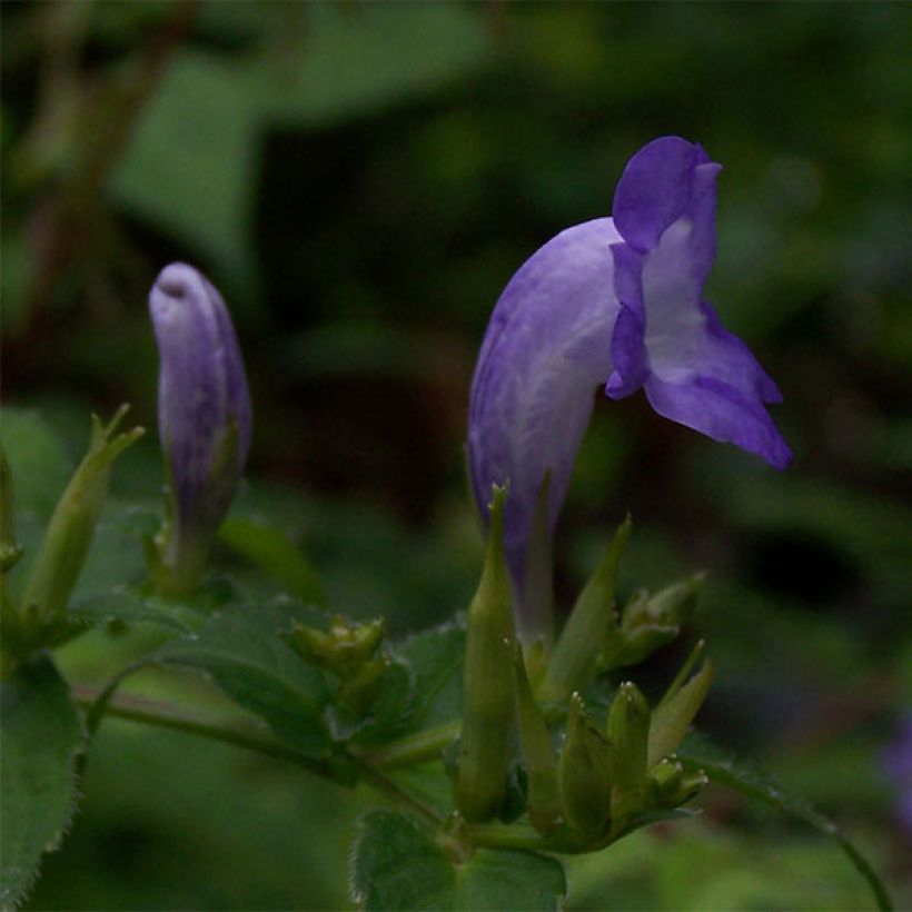 Strobilanthes attenuata (Floração)