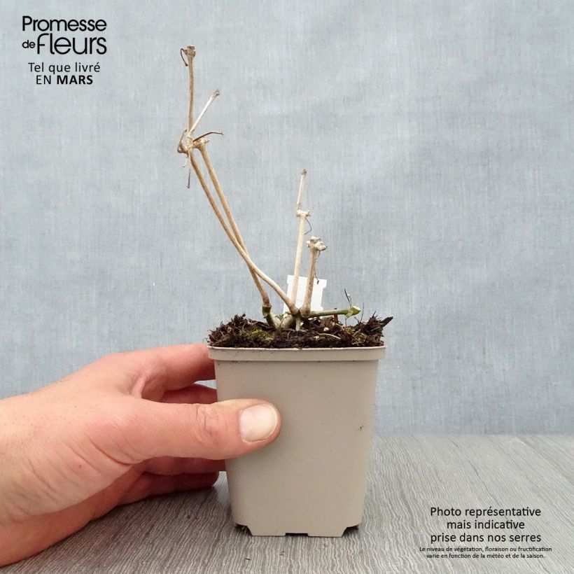 Amostra de Strobilanthes attenuata Vaso de 8/9 cm tal como entregue na primavera