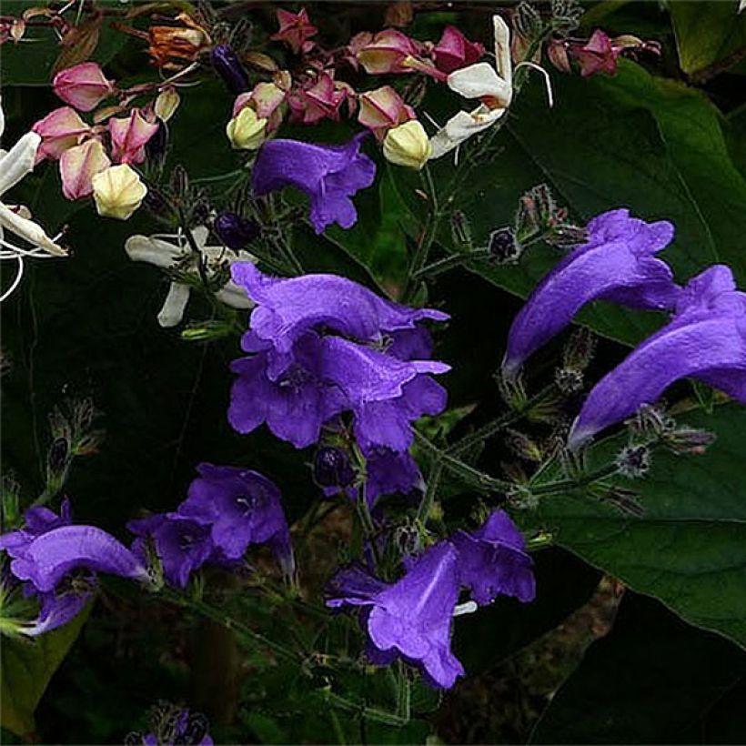 Strobilanthes attenuata Blue Carpet (Floração)