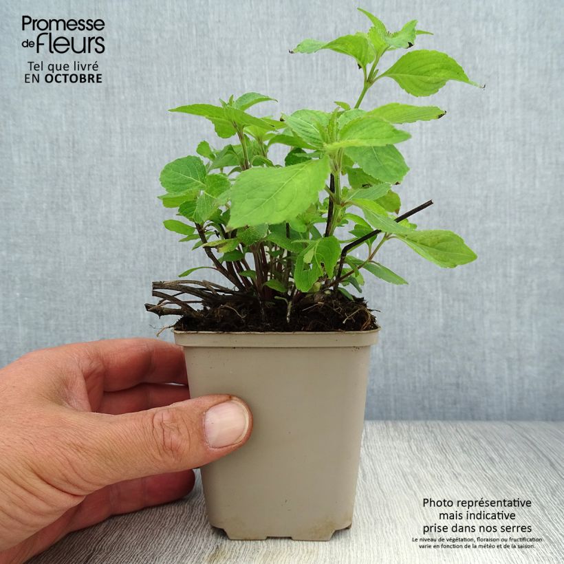 Amostra de Strobilanthes attenuata Blue Carpet Vaso de 8/9 cm tal como entregue no outono