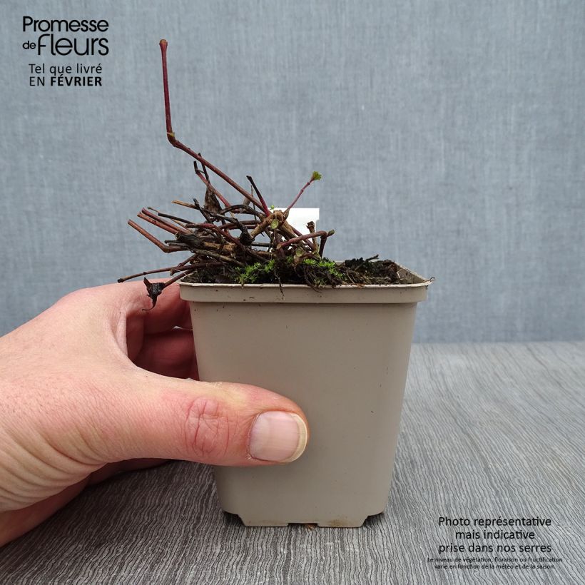 Amostra de Strobilanthes attenuata Blue Carpet - Strobilanthe Vaso de 8/9 cm tal como entregue no inverno