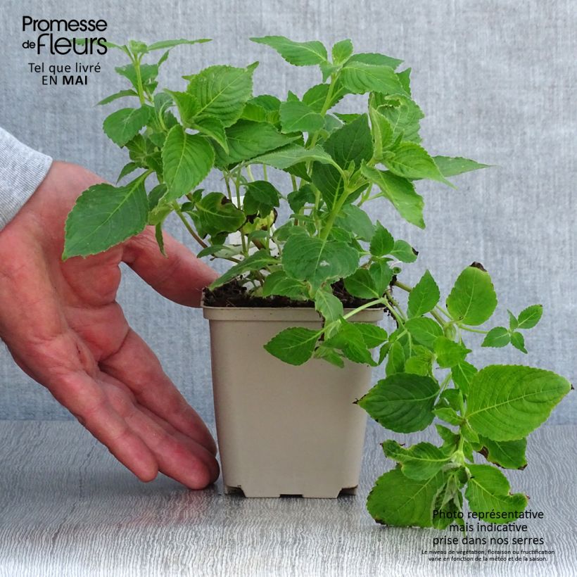 Amostra de Strobilanthes attenuata Blue Carpet Vaso de 8/9 cm tal como entregue na primavera