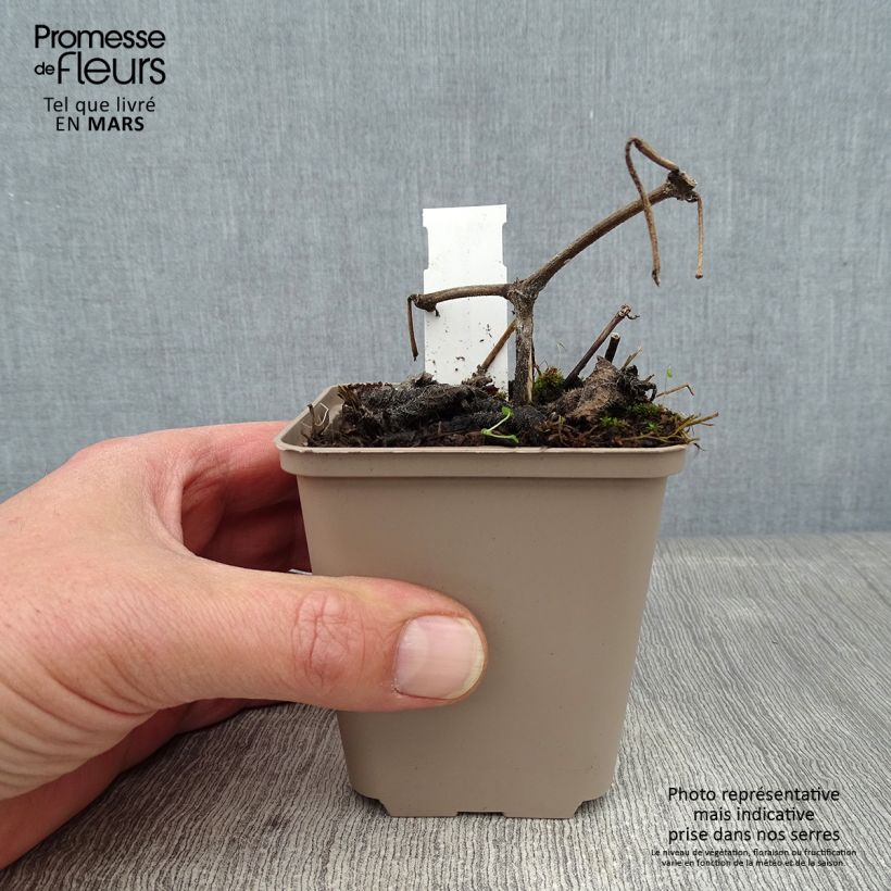 Amostra de Strobilanthes attenuata - Strobilanthe Godet de 8/9 cm tal como entregue no inverno