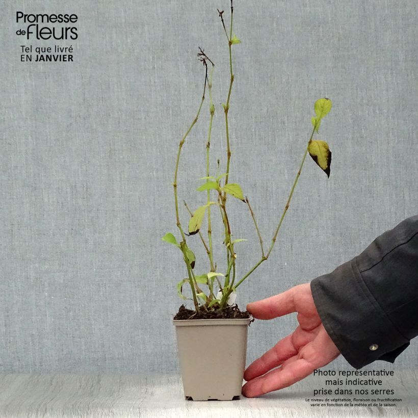 Amostra de Strobilanthes penstemonoides (rankanensis) Godet de 8/9 cm tal como entregue no inverno