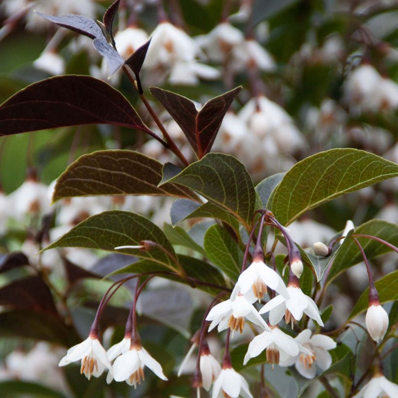Styrax japonica Evening Light (Folhagem)