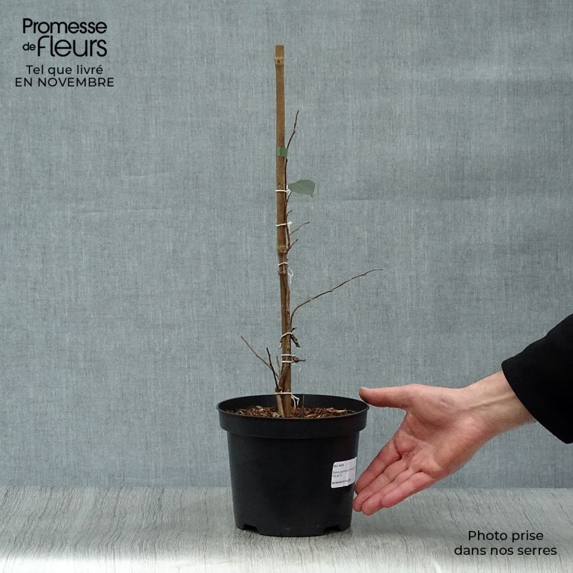 Amostra de Styrax japonica Evening Light Vaso de 3 L/4 L tal como entregue no outono